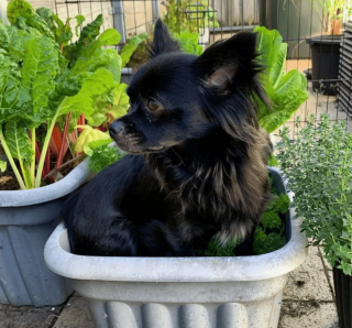 Illustration de l'article : 19 photos de chiens qui cultivent leur passion pour le jardinage