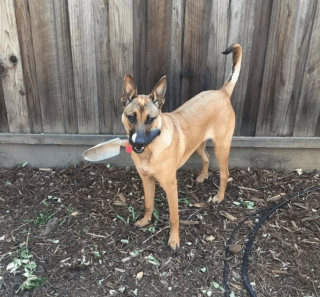 Illustration de l'article : 19 photos de chiens qui cultivent leur passion pour le jardinage