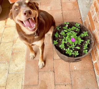 Illustration de l'article : 19 photos de chiens qui cultivent leur passion pour le jardinage