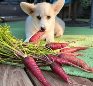 Illustration de l'article : 19 photos de chiens qui cultivent leur passion pour le jardinage