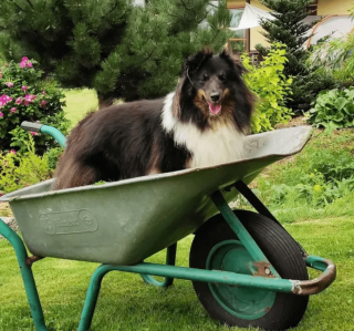 Illustration de l'article : 19 photos de chiens qui cultivent leur passion pour le jardinage