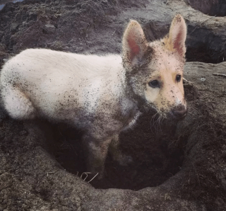 Illustration de l'article : 19 photos de chiens qui cultivent leur passion pour le jardinage