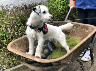 Illustration de l'article : 19 photos de chiens qui cultivent leur passion pour le jardinage