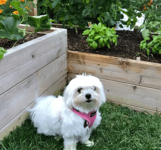 Illustration de l'article : 19 photos de chiens qui cultivent leur passion pour le jardinage