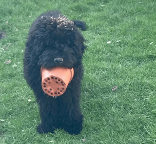 Illustration de l'article : 19 photos de chiens qui cultivent leur passion pour le jardinage