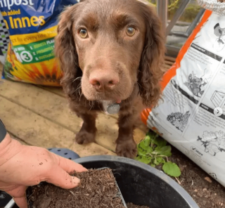 Illustration de l'article : 19 photos de chiens qui cultivent leur passion pour le jardinage