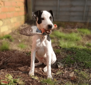 Illustration de l'article : 19 photos de chiens qui cultivent leur passion pour le jardinage