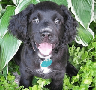 Illustration de l'article : 19 photos de chiens qui cultivent leur passion pour le jardinage