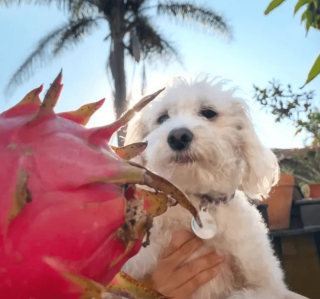 Illustration de l'article : 19 photos de chiens qui cultivent leur passion pour le jardinage