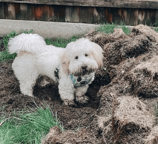 Illustration de l'article : 19 photos de chiens qui cultivent leur passion pour le jardinage