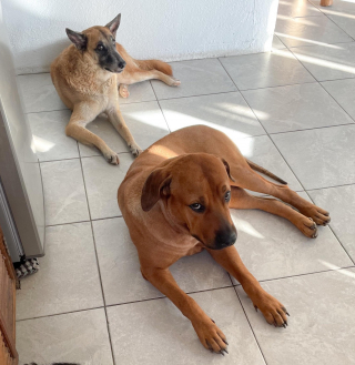 Illustration de l'article : 13 photos qui ont immortalisé des chiens dans des situations hilarantes