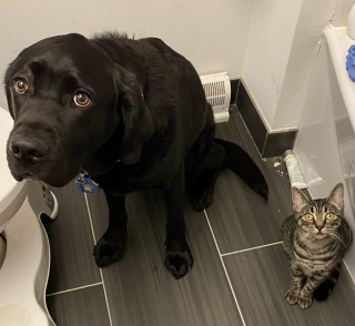 Illustration de l'article : 13 photos qui ont immortalisé des chiens dans des situations hilarantes