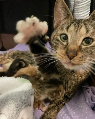 Illustration de l'article : Une chatte et l'unique survivant de sa portée surmontent maintes épreuves ensemble