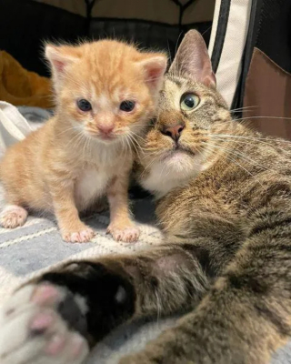 Illustration de l'article : Une chatte et l'unique survivant de sa portée surmontent maintes épreuves ensemble