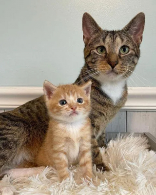 Illustration de l'article : Une chatte et l'unique survivant de sa portée surmontent maintes épreuves ensemble