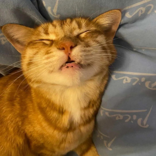 Illustration de l'article : Un couple emménage dans un appartement et y découvre un squatteur bien décidé à rester ! (vidéo)