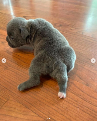 Illustration de l'article : Cette chienne semble avoir deux queues, mais elle a en réalité une cinquième patte (vidéo)