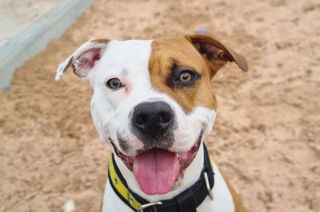 Illustration de l'article : Ce chien apprend une nouvelle langue pour attirer plus d’adoptants (vidéo)