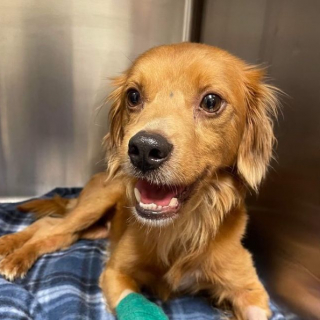 Illustration de l'article : Deux hommes se font refouler par un vétérinaire après avoir sauvé un chiot jeté sur la route. Une association leur vient en aide