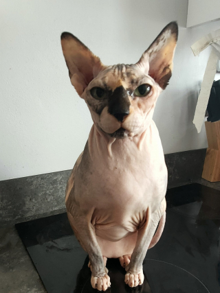 Illustration de l'article : Une femelle Sphynx retrouvée dans un état préoccupant après avoir donné naissance à plus de 70 chatons (vidéo)