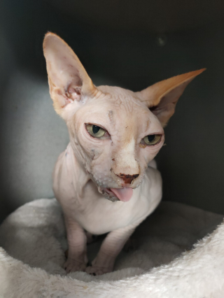 Illustration de l'article : Une femelle Sphynx retrouvée dans un état préoccupant après avoir donné naissance à plus de 70 chatons (vidéo)