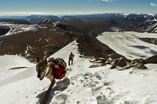 Illustration de l'article : 18 photos d'un Chien Loup Tchécoslovaque passionné de voyages et de découvertes