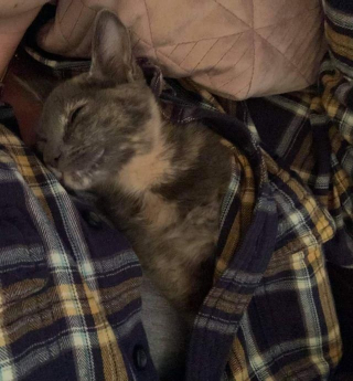 Illustration de l'article : Abandonné dans un sac, un chaton fait la rencontre la plus importante de sa vie au cours d'une tempête