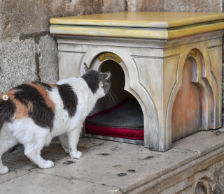 Illustration de l'article : « C'est sa maison » : une chatte expulsée d'un célèbre palais croate se retrouve au cœur d'une polémique