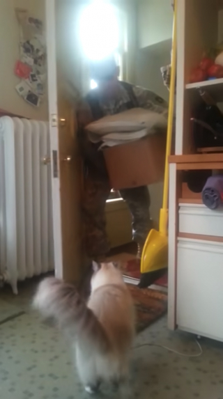Illustration de l'article : Les retrouvailles pleines d'émotion entre un chat et son maître soldat revenant d'un long déploiement (vidéo)