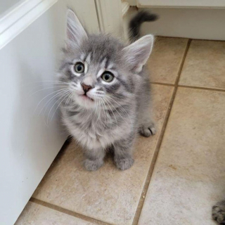 Illustration de l'article : Cette chatte errante retrouve la femme qui a pris soin de ses chatons (vidéo)