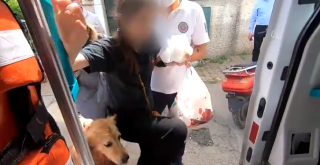 Illustration de l'article : Un Golden Retriever refuse de quitter sa propriétaire malade et court après l'ambulance qui la transporte à l'hôpital (vidéo)