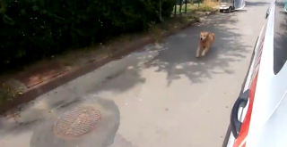 Illustration de l'article : Un Golden Retriever refuse de quitter sa propriétaire malade et court après l'ambulance qui la transporte à l'hôpital (vidéo)