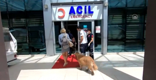 Illustration de l'article : Un Golden Retriever refuse de quitter sa propriétaire malade et court après l'ambulance qui la transporte à l'hôpital (vidéo)