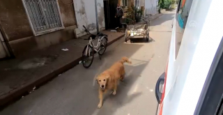 Illustration de l'article : Un Golden Retriever refuse de quitter sa propriétaire malade et court après l'ambulance qui la transporte à l'hôpital (vidéo)