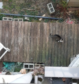 Illustration de l'article : Pour rentrer et sortir du domicile, ce chat adore utiliser son ascenseur personnel ! (Vidéo)