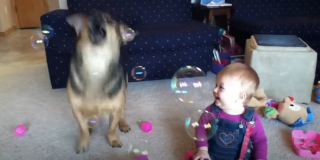 Illustration de l'article : Cette vidéo où un bébé rit aux éclats en voyant son chien attraper des bulles de savon est un moment de pur bonheur
