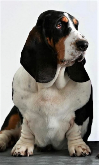Illustration de l'article : Cette chienne de thérapie partage un instant privilégié avec une patiente atteinte de démence