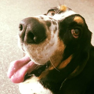 Illustration de l'article : Cette chienne de thérapie partage un instant privilégié avec une patiente atteinte de démence