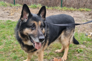 Illustration de l'article : L’histoire d’un Berger Allemand courageux, maltraité pendant 8 ans (vidéo)