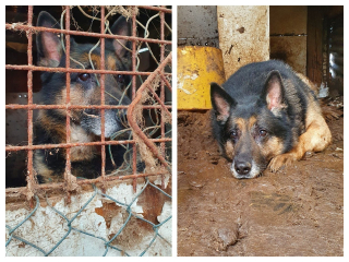 Illustration de l'article : L’histoire d’un Berger Allemand courageux, maltraité pendant 8 ans (vidéo)