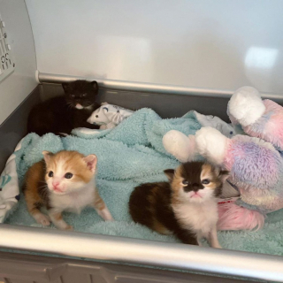 Illustration de l'article : Un chaton orphelin ouvre les yeux pour la première fois et découvre le monde qui l’entoure (vidéo)