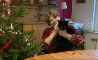 Illustration de l'article : Disparu depuis 8 ans, leur chat vivait à 1 km de chez elles dans la maison d’un homme qu’elles connaissaient