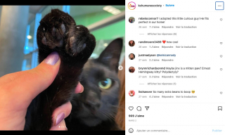 Illustration de l'article : Un chat errant à l'apparence atypique fait fondre les adoptants potentiels