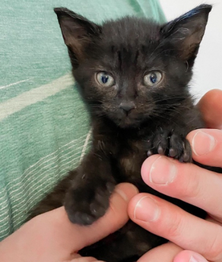 Illustration de l'article : Ces 2 sœurs félines égayent les journées d’un refuge avant de voler de leurs propres ailes