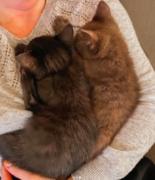 Illustration de l'article : Ces 2 sœurs félines égayent les journées d’un refuge avant de voler de leurs propres ailes