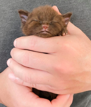 Illustration de l'article : Ces 2 sœurs félines égayent les journées d’un refuge avant de voler de leurs propres ailes