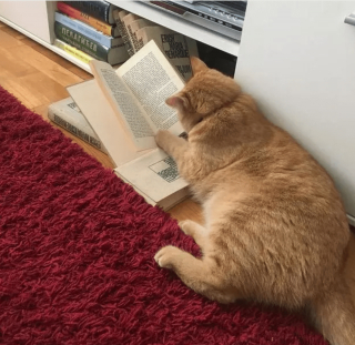 Illustration de l'article : 11 photos d'animaux de compagnie qui vont vous aider à vaincre le blues