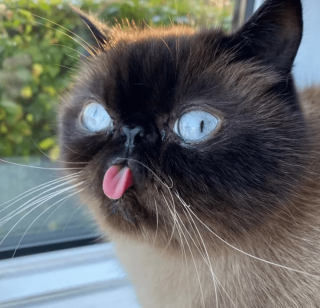 Illustration de l'article : 11 photos d'animaux de compagnie qui vont vous aider à vaincre le blues