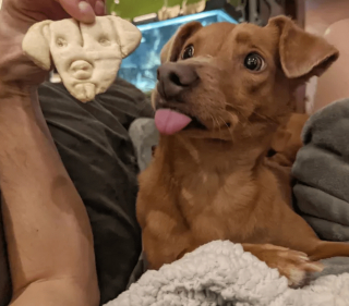 Illustration de l'article : 11 photos d'animaux de compagnie qui vont vous aider à vaincre le blues