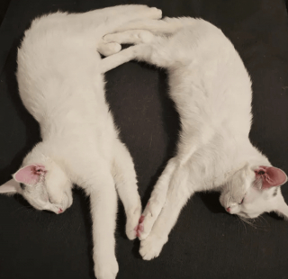 Illustration de l'article : 11 photos d'animaux de compagnie qui vont vous aider à vaincre le blues